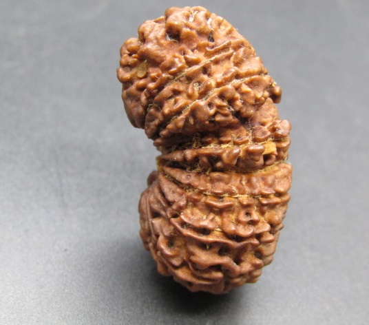 Buy 17 Mukhi Rudraksha Nepal, 33.28mm size in silver pendant