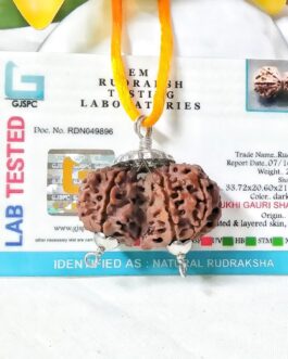Lab tasted 10 Mukhi Gaurishankar Rudraksha, 33.72mm size in silver pendant
