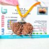 Lab tested 9 Mukhi Gaurishankar Rudraksha Nepal, 34.03mm size in silver pendant
