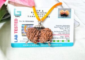 Lab tested 9 Mukhi Gaurishankar Rudraksha Nepal, 34.03mm size in silver pendant