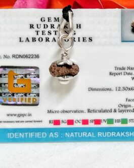 Lab tested 18 Mukhi Rudraksha Indonesian, 12.30mm size in silver pendant