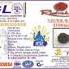 Lab tested 18 Mukhi Rudraksha Indonesia, 16.32mm size in silver pendant