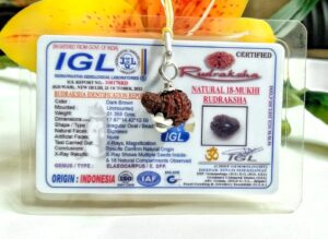 Lab tested 18 Mukhi Rudraksha Indonesia, 17.67mm size in silver pendant
