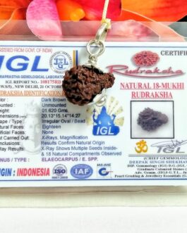 Lab tested 18 Mukhi Rudraksha Indonesia, 20.13mm size in silver pendant
