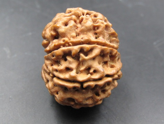 Buy 8 Mukhi Rudraksha Nepal, 23.65mm size in silver pendant