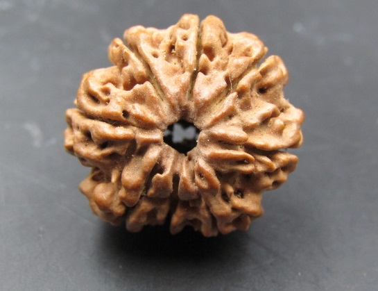 Online 8 Mukhi Rudraksha Nepal, 23.65mm size in silver pendant