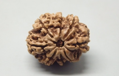 Online 8 Mukhi Rudraksha Nepal, 24.62mm size in silver pendant (