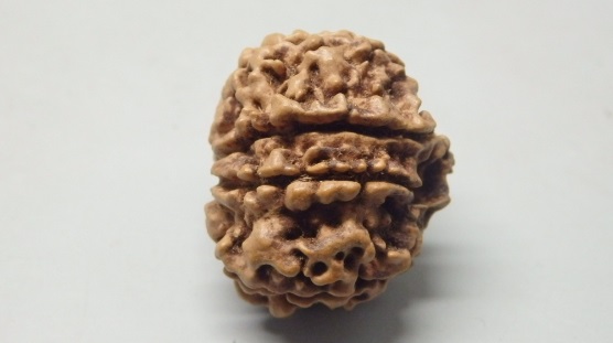 Shop 8 Mukhi Rudraksha Nepal, 24.62mm size in silver pendant (