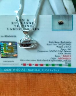 Lab tested 1 Mukhi Rudraksha Indonesian (10mm) in silver pendant