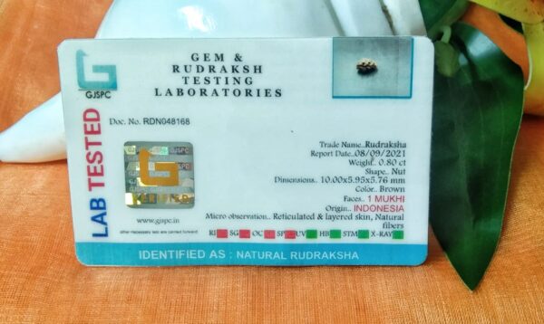 Lab tested 1 Mukhi Rudraksha Indonesian (10mm) in silver pendant