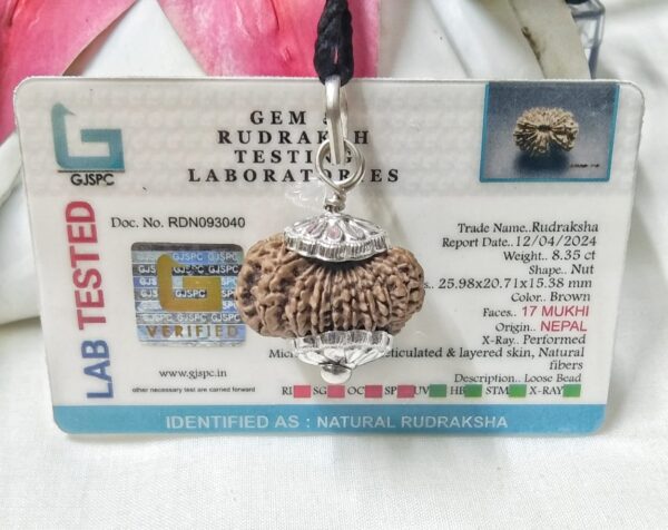 Lab tested17 Mukhi Rudraksha Nepal, 25.98mm size in silver pendant