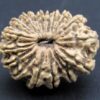 Shop 17 Mukhi Rudraksha Nepal, 25.98mm size in silver pendant
