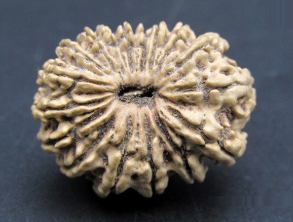 Shop 17 Mukhi Rudraksha Nepal, 25.98mm size in silver pendant
