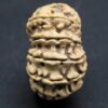 Buy 17 Mukhi Rudraksha Nepal, 25.98mm size in silver pendant