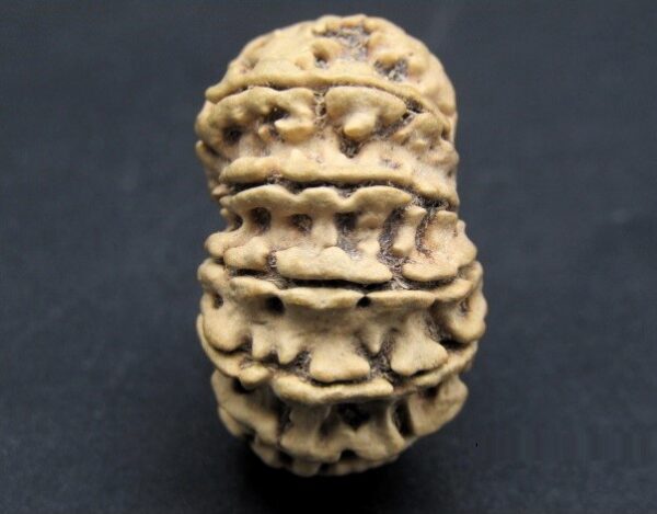 Buy 17 Mukhi Rudraksha Nepal, 25.98mm size in silver pendant