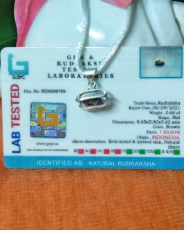 Lab tested 1 Mukhi Rudraksha Indonesian (9.45mm) in silver pendant