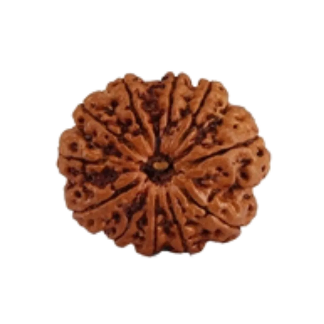 11 Mukhi