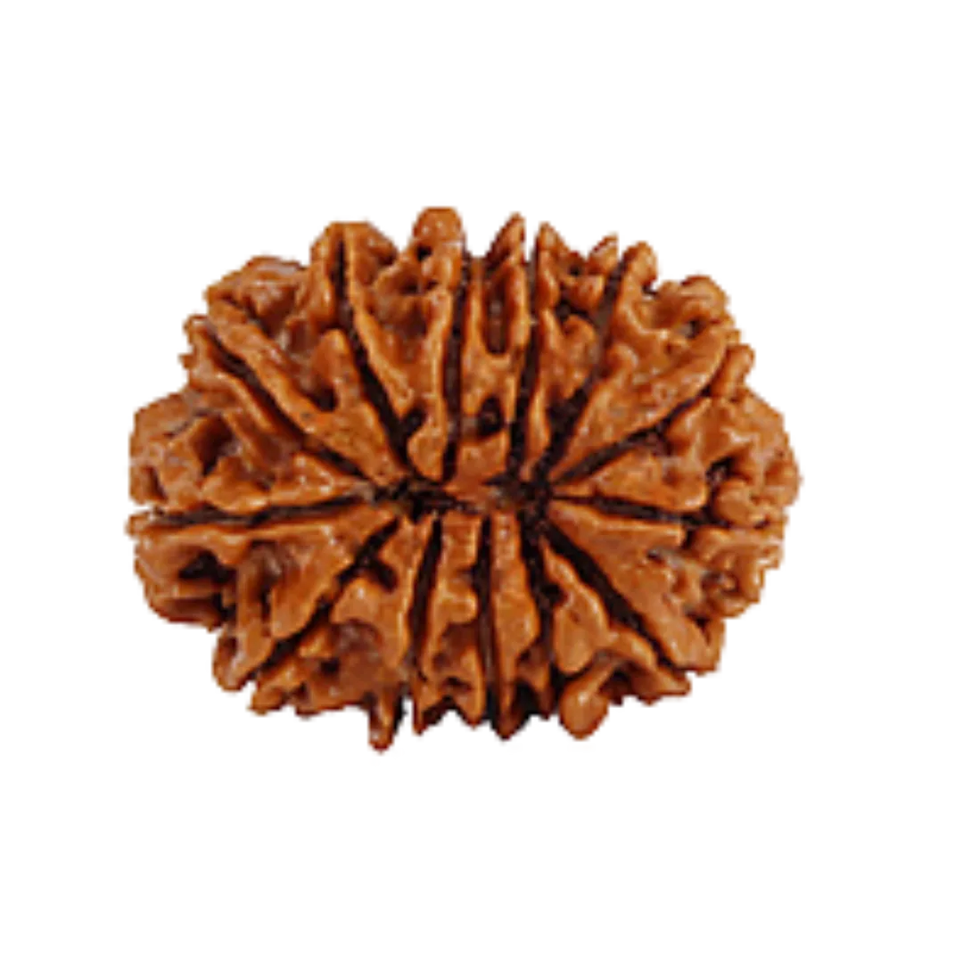 14 Mukhi