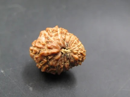 15 Mukhi Rudraksha