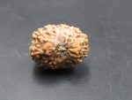15 Mukhi Rudraksha