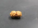 15 Mukhi Rudraksha