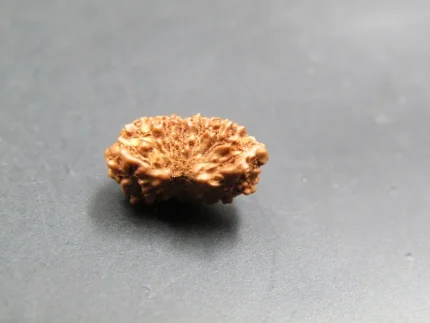 15 Mukhi Rudraksha