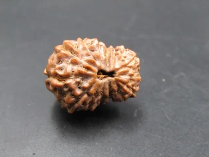 15 Mukhi Rudraksha