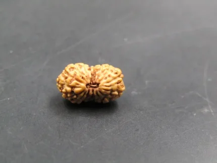 15 Mukhi Rudraksha