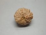 15 Mukhi lab Rudraksha