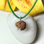15-mukhi-rudraksha-pic