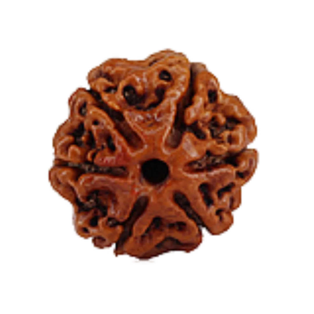 6 Mukhi