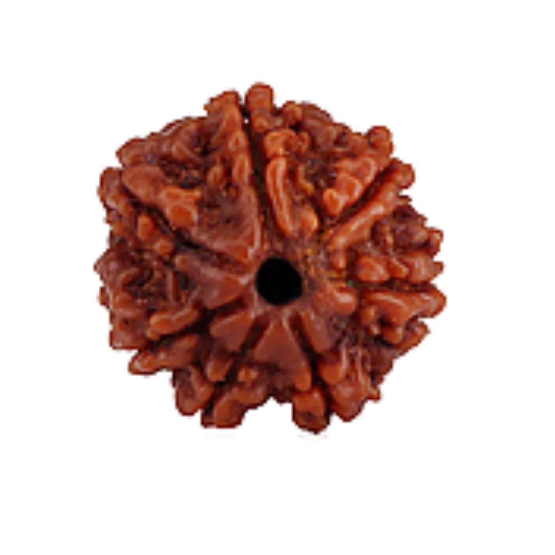 7 Mukhi