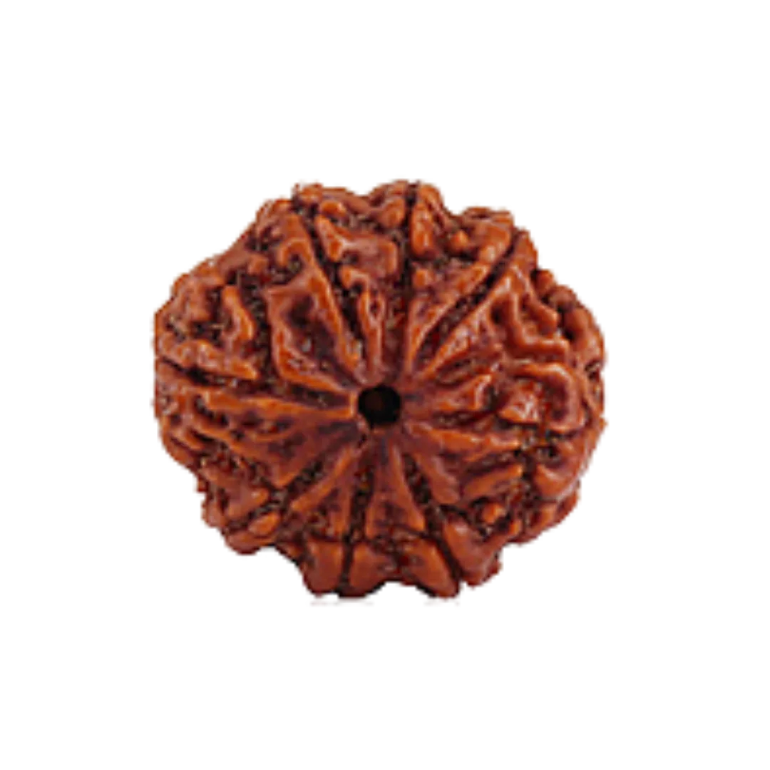 8 Mukhi