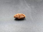 1 Mukhi Rudraksha