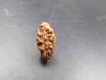 1 Mukhi Rudraksha