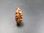 1 Mukhi Rudraksha
