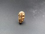 1 Mukhi Rudraksha