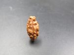 1 Mukhi Rudraksha