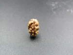 1 Mukhi Rudraksha