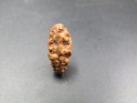 1 Mukhi Rudraksha