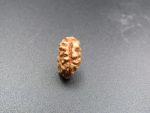 1 Mukhi Rudraksha
