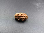1 Mukhi Rudraksha