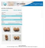 10 Mukhi Certificate