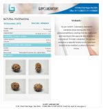 10 Mukhi Certificate