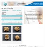 10 Mukhi Certificate