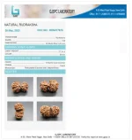 10 Mukhi Gaurishankar Certificate