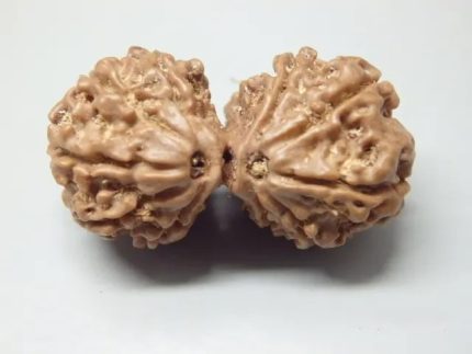 10 Mukhi Gaurishankar lab Rudraksha