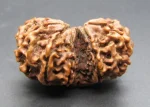 10 Mukhi Gaurishankar lab Rudraksha