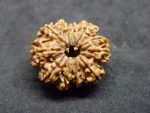 10 Mukhi Rudraksha