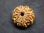 10 Mukhi Rudraksha